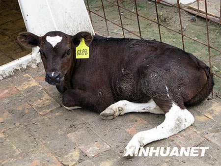 这头转基因奶牛出生体重38公斤,健康状况良好。新华社 张磊 摄