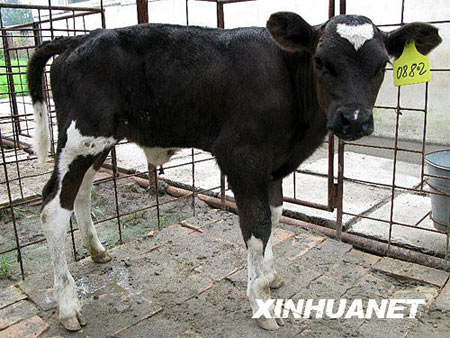 这头转基因奶牛出生体重38公斤,健康状况良好。新华社 张磊 摄